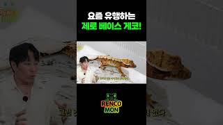 요즘 유행하는 제로 베이스 게코를 보여드릴게요!
