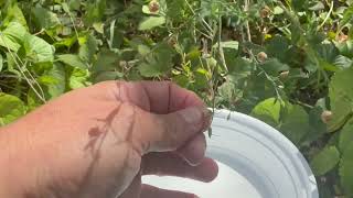 How to harvest Wild Blue Flax (Linum lewisii) seeds 