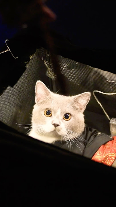 Kuching Cat Festival 2025 at Kuching Waterfront #cat #cutecat #pets #sarawak #travel #borneo