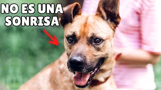 Cuando un perro SONRÍE, esto es lo que SIGNIFICA realmente (puede ser preocupante) by Zona Perros 4,454 views 6 months ago 10 minutes, 59 seconds