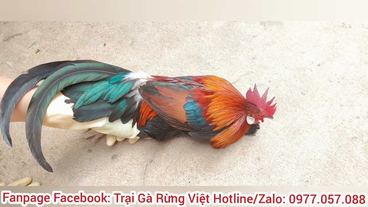 Gà rừng Trống F1 Đẹp Về Với Khách Khánh Hoà.