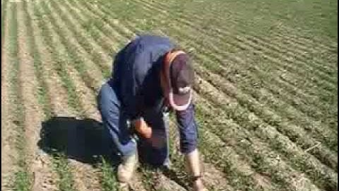 Over the Fence: Soil moisture to determine fertiliser rates - Sept 2010