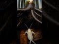 Diplura Micro-Cam: Beneath the Hidden Forest Floor