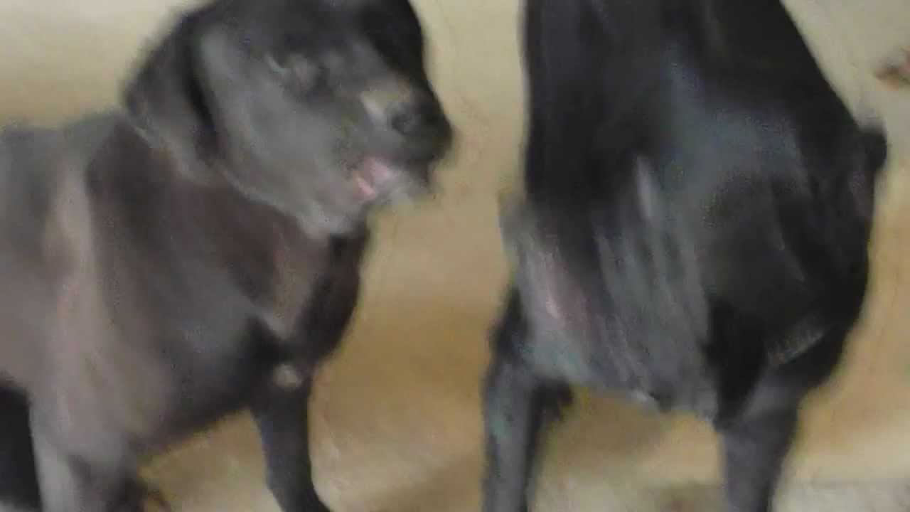 2 dogs one room xD YouTube