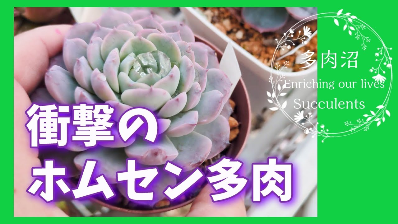 【多肉植物】#56　衝撃のホムセン多肉発見！！