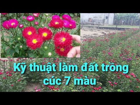 Video: Thông tin về khoảng cách giữa các loài hoa - Cần bao nhiêu khoảng trống giữa các loài hoa