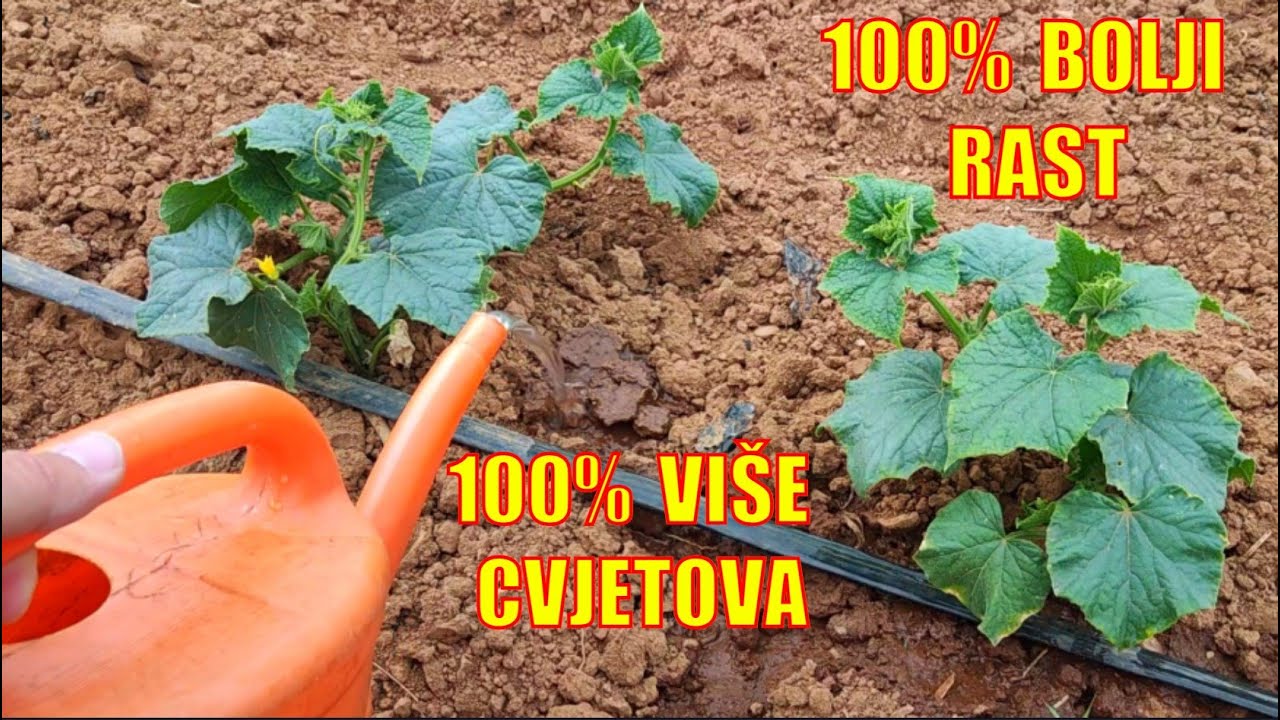 Ubrzajte rast krastavaca 1 litrom ovog gnojiva