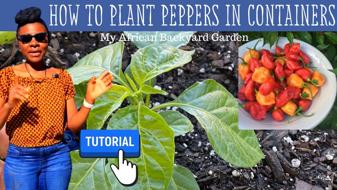 How to Plant Peppers in Pots. Growing Habanero hot peppers in Containers Tutorial Yaje Ngala