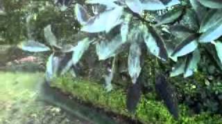 Insect and mite damage on Japanese blueberry in winter. Japanese Blueberry Tree Disease