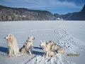 Chiens polaires sur les lacs gelés de la Vallée de Joux, éditeur YOUTUBE