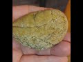Petrified Wood or dinosaur egg? Or just plain quartz? Google lens identifies it as petrified Wood.