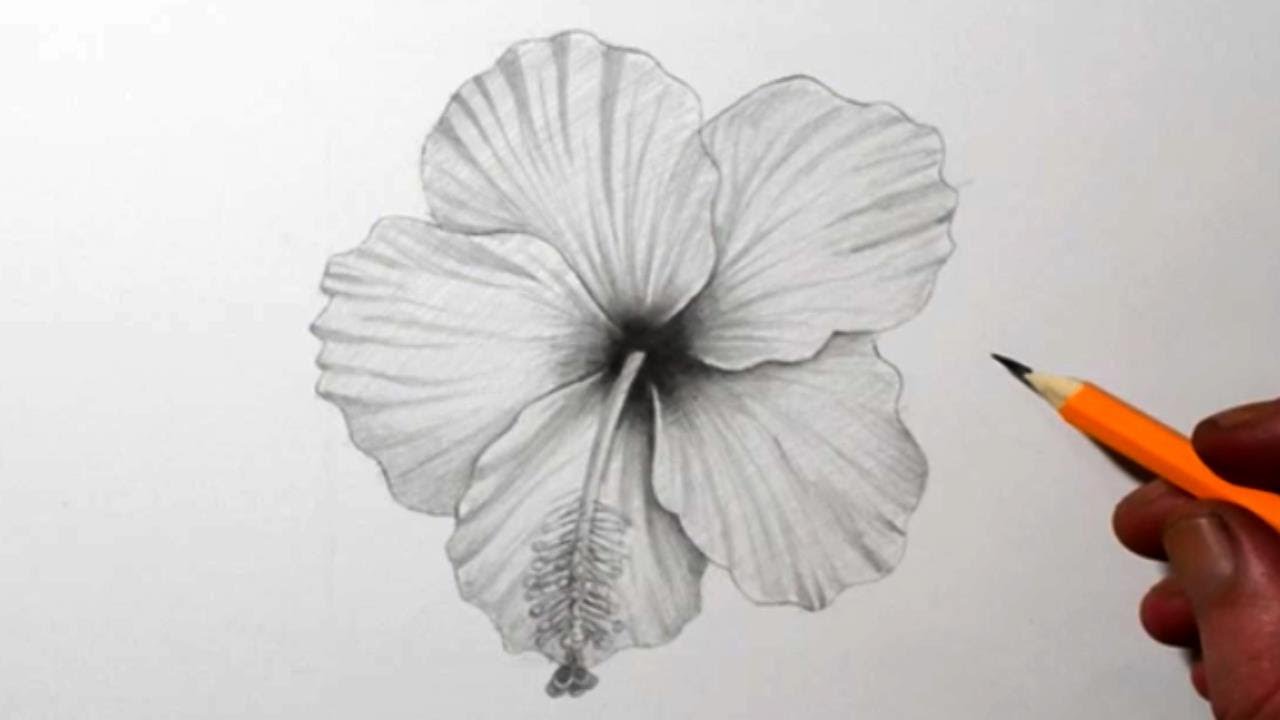 Draw A Hibiscus Flower Pencil Drawing