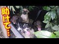置き去りにされた子犬たち！「売れないから」という身勝手な理由で捨てられ…【驚愕】