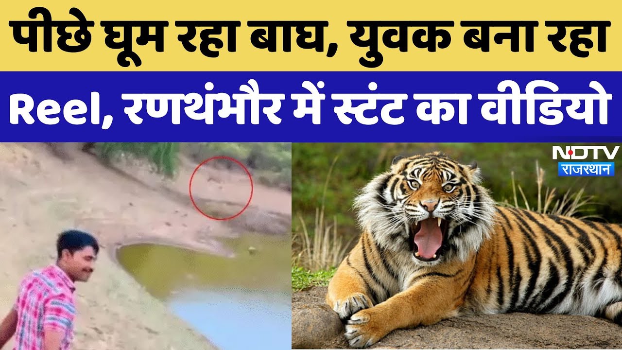 Sawai Madhopur: जान जोखिम में डालकर युवक ने Tiger के सामने की Photography, Video Viral | Rajasthan