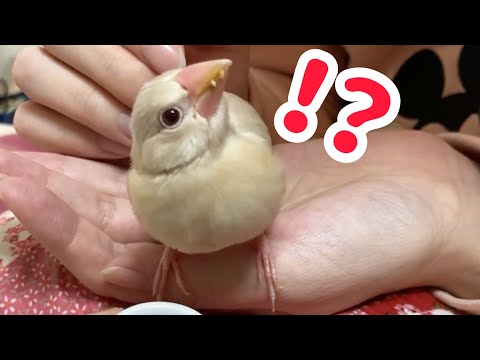 先住文鳥よもぎの鳴き声が気になって仕方がない文鳥こむぎ　癒し動物　面白い動物　Java sparrow