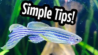 Zebra Danio Beginner Care