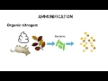 What is TKN, ammonia, ammonium - nitrogen cycle