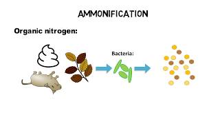 What is TKN, ammonia, ammonium - nitrogen cycle