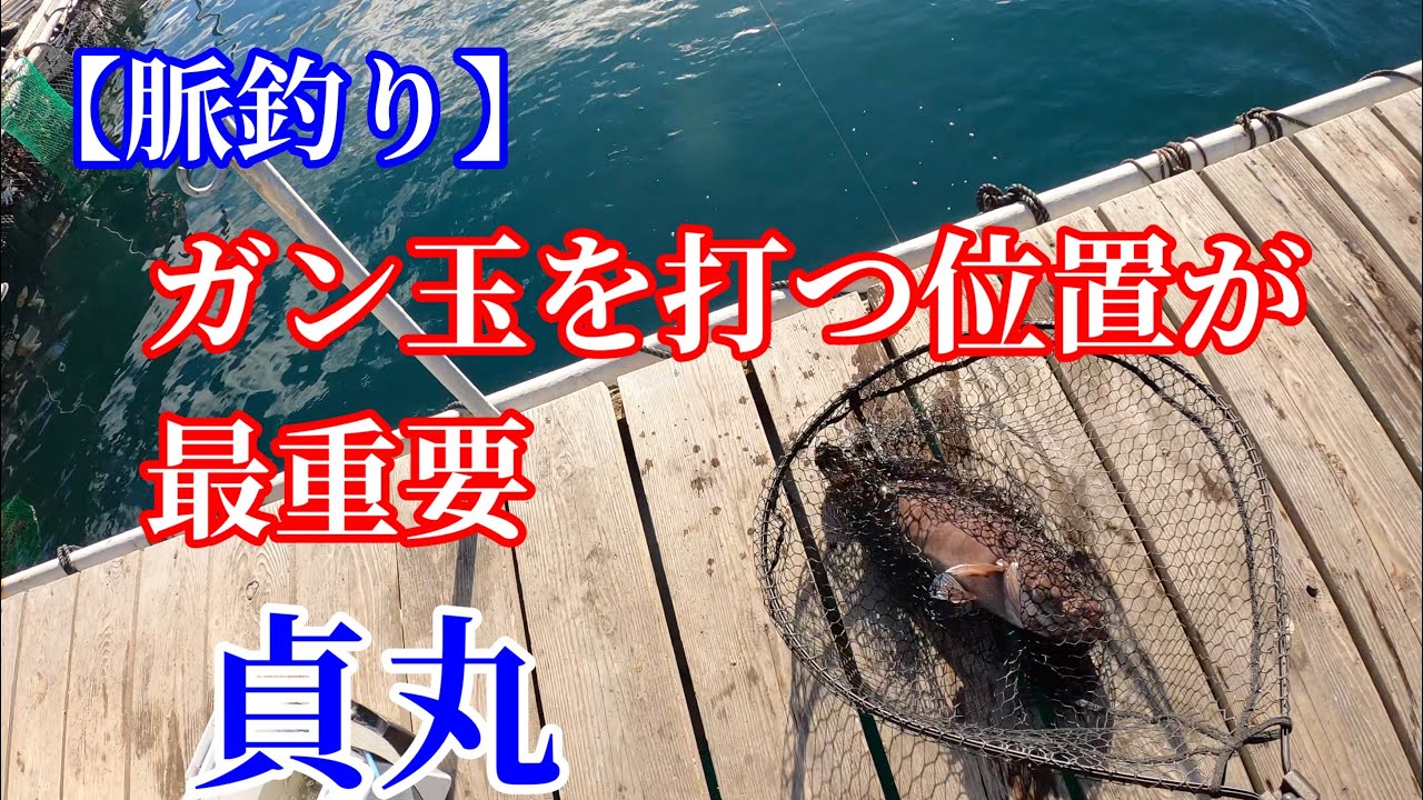 【海上釣堀】脈釣りのガン玉ワークを駆使して貞丸のモーニングに挑む！