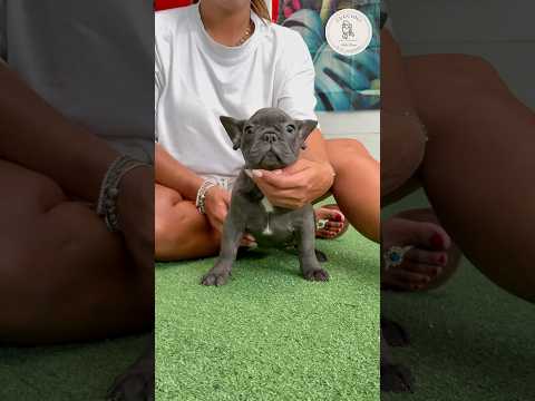 COLETTE — FENOTIPO BOULEDOGUE FRANCESE