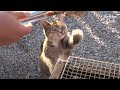 Cat's Determined To Take Grilled Fish For The Lady Who Saved His Life | Kritter Klub