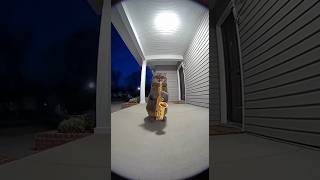 Performance Interrupted And Gear Confied