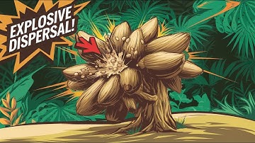 The Explosive Seed Dispersal of the Sandbox Tree