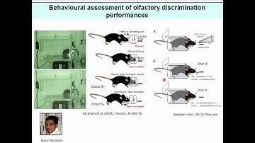 Ensemble Coding and Plasticity in the Mammalian Olfactory Bulb