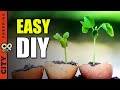 How to Start Seeds Using Egg Shells