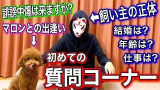 【遂に正体明かします】視聴者さんからの質問に答えてみた【トイプードル】