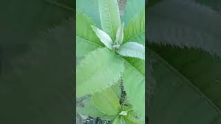 GABON HERBAL PLANT