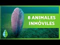 8 ANIMALES que NUNCA se MUEVEN 🐙 ¡Descúbrelos!