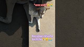 अनाथ?🥹यानि भगवान के बच्चे 😭🙏#straydoghero #straykids #doglove #dogshort #viralshorts#trending ♥️