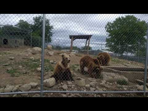 space farm zoo kodiak bears waving for treats space farm zoo
