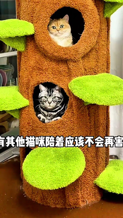 Oyen Sampai Stress Gara-Gara suara kentut Babu! #shorts