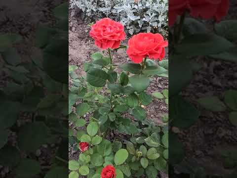 My beautiful rose