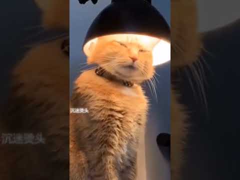 Zodiac Signs As Animals 😍 - YouTube