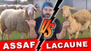 WHICH IS BETTER? ASSAF SHEEP - LACAUNE SHEEP