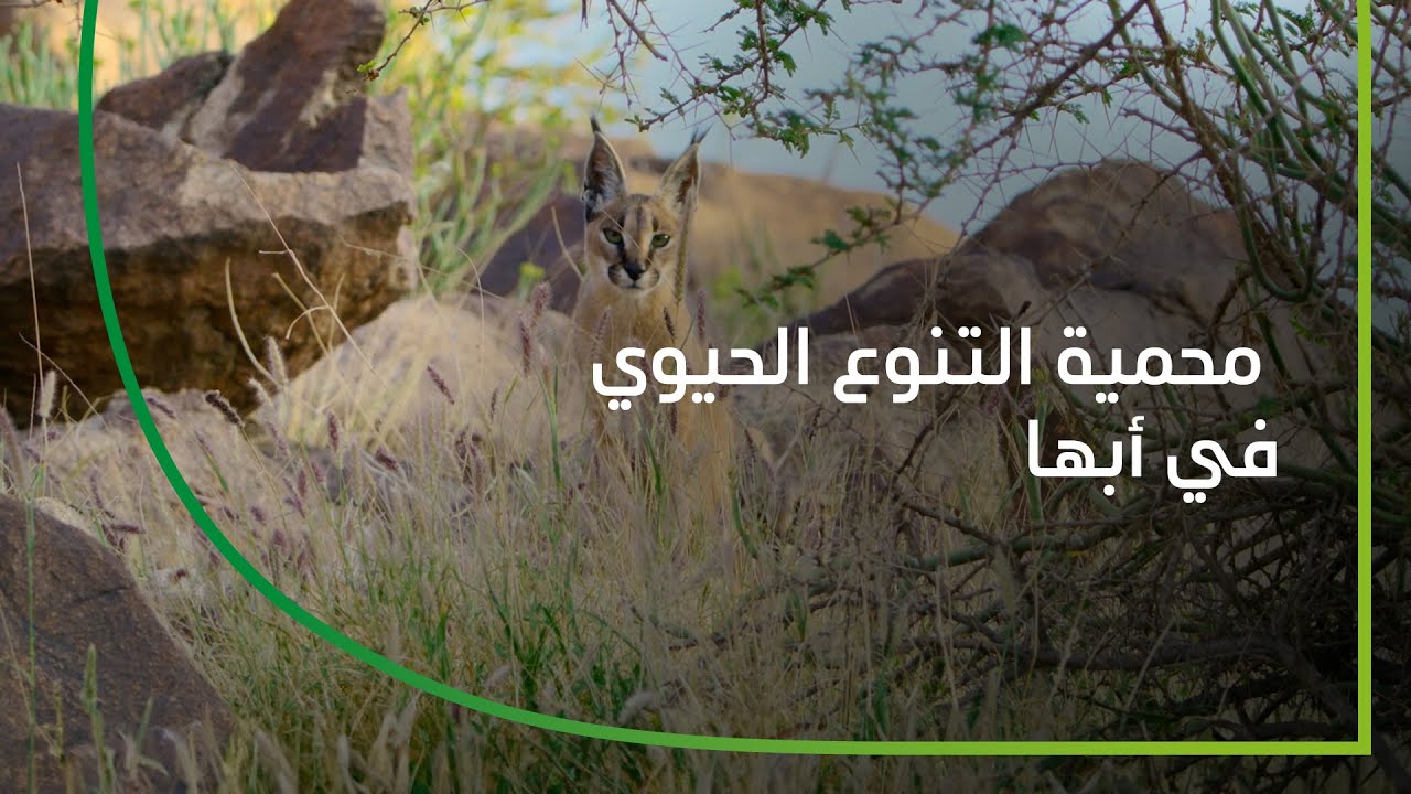 كيف ندعم التنوع الحيوي في جبال عسير في السعودية | تنوعنا الحيوي