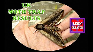 See which UK moths I caught in my ROBINSON MOTH TRAP - with Leon Hills - LEON CREATOR
