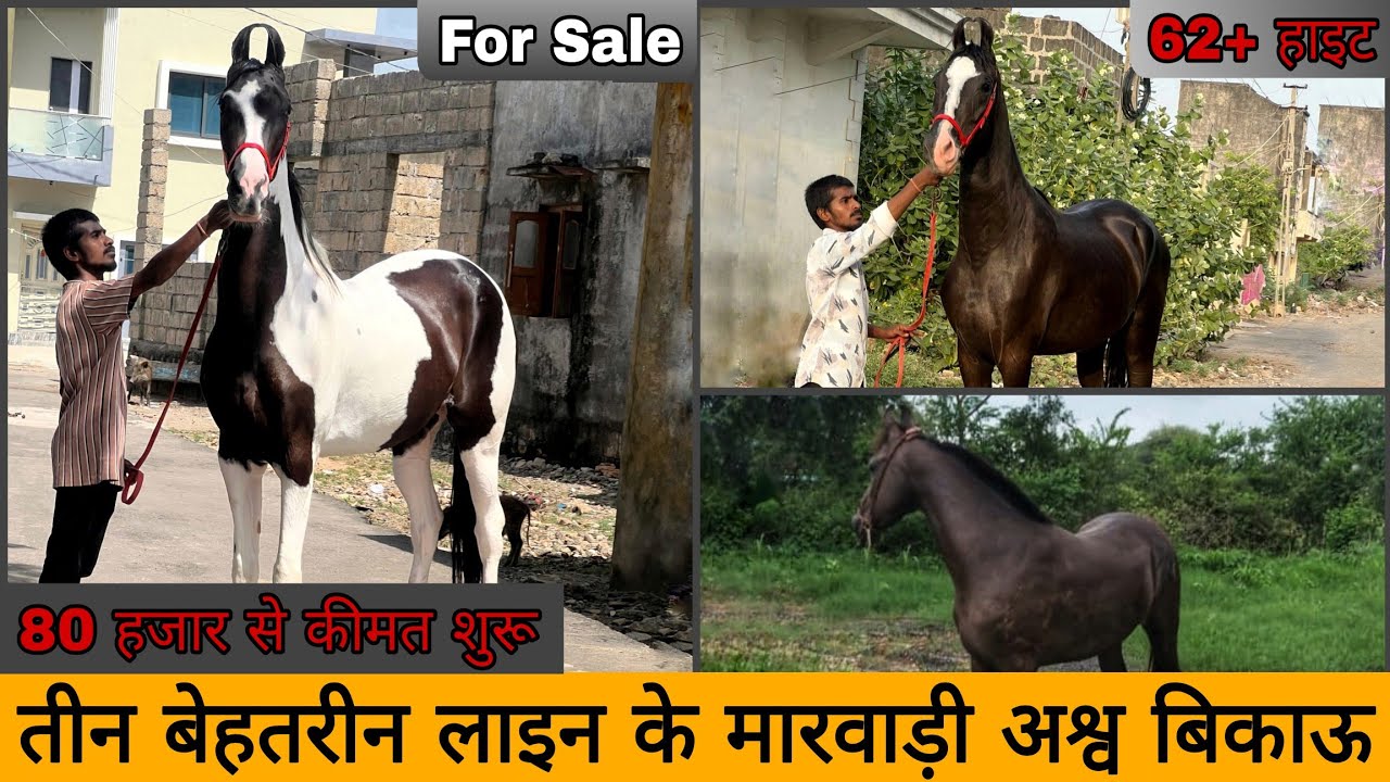 आज अच्छी सुंदरता वाले तीन अश्व वाजिब कीमतों में सेल के लिए। #luxuryhorseworld #horseforsale #horse 