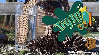 Try It- Effects of Water on a Pinecone