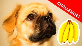 My Dog TRYING to Eat a Banana | Dog Eating a Banana by Dayhan RV 53,339 views 6 years ago 1 minute, 48 seconds