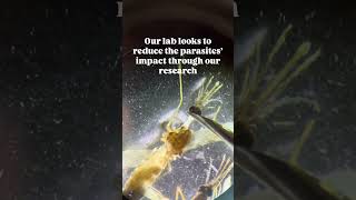 #mosquitoes #biology #nature #revenge #science #insect #dissection #insect #mosquitobite #mozzie