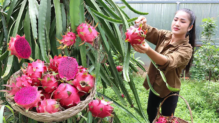'' Dragon fruit '' Delicious Dragon fruit jelly recipe - Home style cooking - Cooking with Sreypov