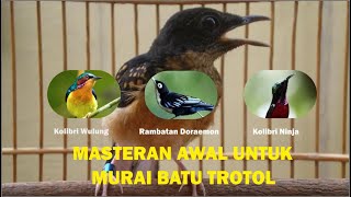 Masteran Untuk Murai Batu Trotol Agar Gacor