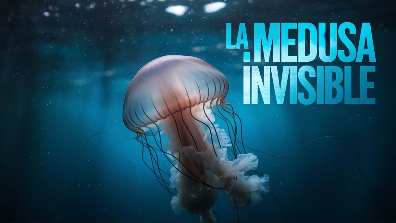 La Medusa Invisible: El Misterio del Océano que No Puedes Ver - YouTube