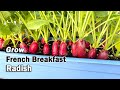 How to Grow Radish from Seed in Containers: French Breakfast Radish in Planters and Grow Bags