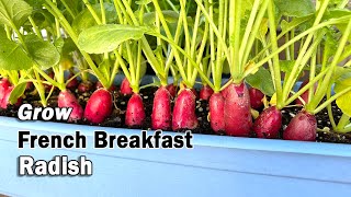 How to Grow Radish from Seed in Containers: French Breakfast Radish in Planters and Grow Bags Resimi