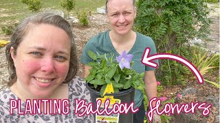 Planting Balloon Flowers in Fall (WE FOUND FLOWERS ON THE CLEARANCE RACK!) (Zone 8b) Does Balloon Flower Spread